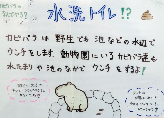 令和最初のレッサーパンダ動物園gwの伊豆めぐり ２ 伊豆シャボテン動物公園 前 レッサーパンダ愛が足らなかった私だけど２番目当ては大ラッキー 伊豆高原 静岡県 の旅行記 ブログ By まみさん フォートラベル