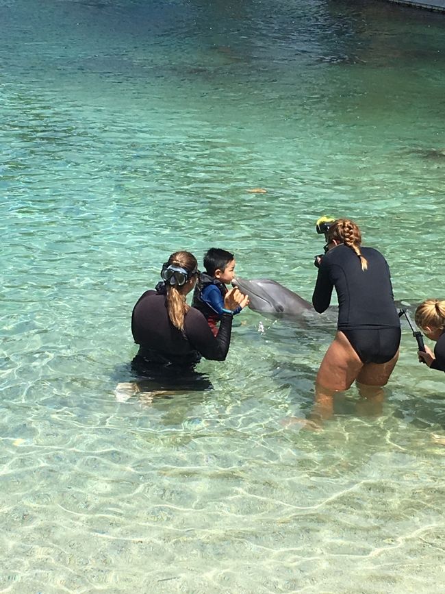 コレ。<br />一言。<br />お勧めしません。<br />イルカと触れ合うというより、写真撮影のために次々とポーズを取らされるだけ。写真が終わったらサッサと次へ。最後に馬鹿高い写真をたくさん売りつけてきます。2人で6万円程。写真代別。<br /><br />日本に帰ってきて旅好きの友達に話したら、ハワイでドルフィンスイムはバカらしい。他の国や沖縄でもできるし安いよ、と。