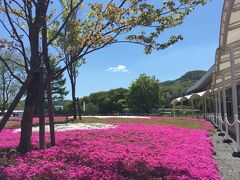 関越道、かみさとSAのスタバで朝食を済ませ、まずは軽井沢プリンスショッピングプラザへ。

半年ぶりの訪問です。

開店前に着いてしまったので、すぐ近くにある雲場池に行きましたが、車を停めるところが良くわからず、通っただけで戻ってきました。

いつも一番西側の駐車場に停めますが、夫とみる場所が正反対なので、今回は、中央あたり、プラダの近くに停めました。