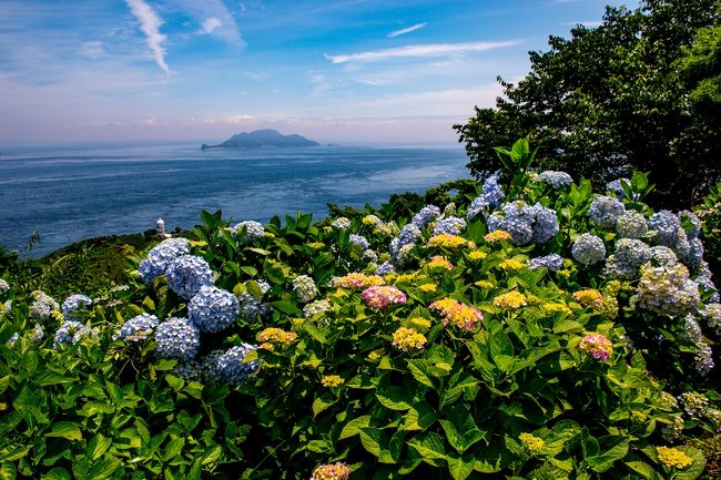 関崎海星館のアジサイ　2019