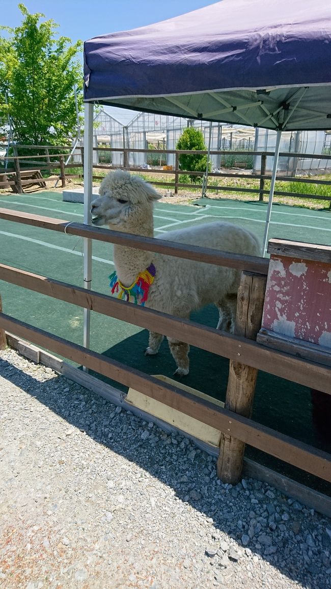 日帰りでアルパカと甘い物 八ヶ岳と甲府うろうろ 長野県の旅行記 ブログ By 柴犬さん フォートラベル