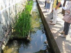 津和野の殿町通りに出てみました。

水路には鯉が泳いでいました。