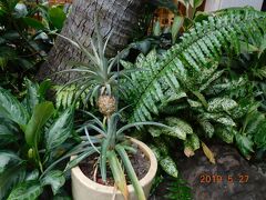 ハイアットのガーデンにパイナップルの可愛い実がなっています。