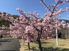 次に向かったのが、「国営明石海峡公園」。

「花の島」淡路島なので、年中花が楽しめるという触れ込みで、道の駅でも「河津桜」が満開なんて宣伝もあったので向かったのだが。。

ここ数年の間に植えられたっぽいしょぼい河津桜が確かに満開であったが、広大な敷地の本の一角に咲いているだけで見応えは☆一つ。

この時期以外はそれなりに見ごたえのある花々が咲き、廣井園内の散策を楽しめるのかもしれないが、この時期に限っては、駐車場代５００円、入園料４５０円×２、占めて１４００円はボッタクリ感満載！

お国ももう少し融通を聞かせ、こんな閑散期なら、駐車料金は無料、入園料をとるにしても２００～３００円くらいにせにゃホンマ税金〇〇と言われても仕方ないと思う！