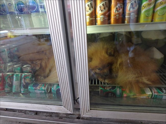 ・・だ、大丈夫なんでしょうか・・(^_^;<br /><br />この暑さですから、冷蔵庫に入りたくなる気持ちも分かりますが。。<br /><br />くれぐれも冷やし過ぎにはご注意下さい。。