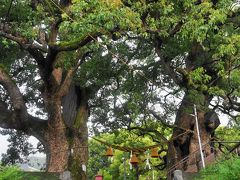 山王神社の大クス