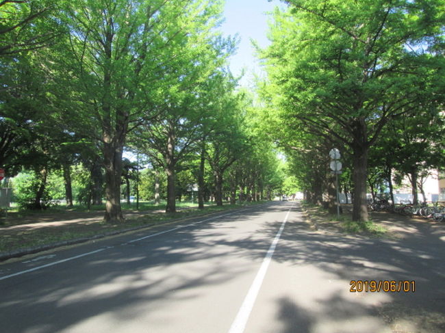 札幌の北海道大学 銀杏並木 ポプラ並木 札幌 北海道 の旅行記 ブログ By 中国の風景さん フォートラベル