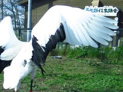 タンチョウ

羽根の先端が工芸品のような美しさ