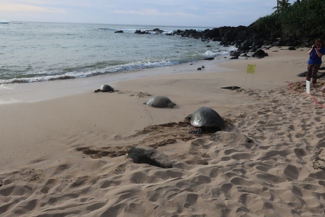 みんなが見ていたのは、ホヌ。ウミガメです。<br />ここはウミガメが甲羅干しにやって来る。<br />この時は3匹いた。