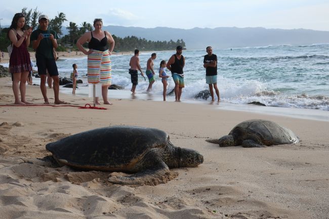 亀は幸運の象徴だそうで。<br />なんかいい事あるかしら。。。