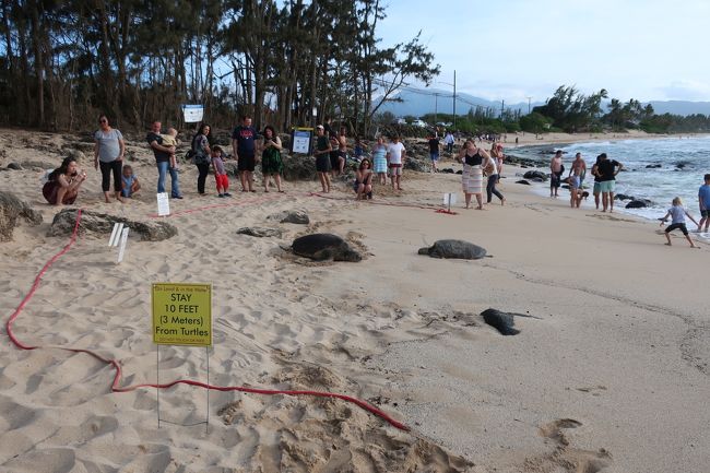 ホヌには近づいちゃダメ。<br />赤いロープの内側には入ってはいけません。<br />もちろん触るもの禁止。