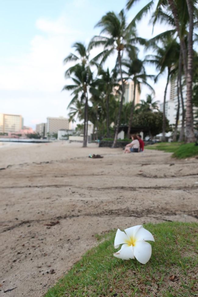 最後にハワイらしい雰囲気を感じることが出来ました。