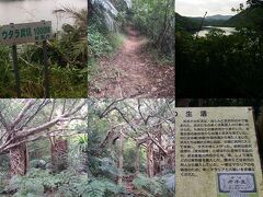 浦内川からはウタラ炭鉱跡まで林道を歩きました

２０分ちょっとで産業遺産のウタラ炭鉱跡に到着

明治時代に作られた炭鉱あとは往時を偲べました