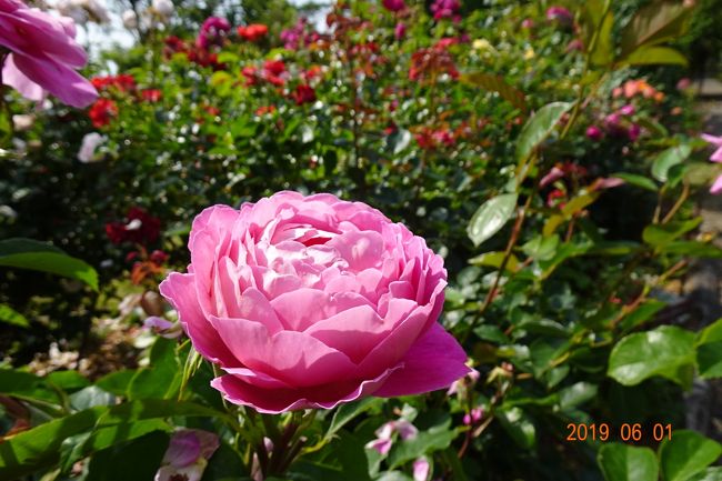 薔薇の季節に 別府温泉女子 車でひとり旅 2日目 大神ファーム 別府温泉 大分県 の旅行記 ブログ By Mikanさん フォートラベル 薔薇の季節に 別府温泉女子 車でひとり旅 2日目 大神ファーム 別府温泉 大分県 の旅行記 ブログ By Mikanさん フォートラベル