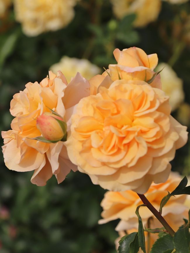 クレオパトラのパティオで女子力up 微睡みの薔薇 京成バラ園 梅雨入り前のオトナ遠足km 前篇 鎌ヶ谷 印西 八千代 千葉県 の旅行記 ブログ By ウェンディさん フォートラベル