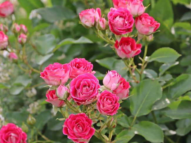 クレオパトラのパティオで女子力up 微睡みの薔薇 京成バラ園 梅雨入り前のオトナ遠足km 前篇 鎌ヶ谷 印西 八千代 千葉県 の旅行記 ブログ By ウェンディさん フォートラベル クレオパトラのパティオで女子力up 微睡みの薔薇 京成バラ園 梅雨入り前のオトナ遠足km 前篇 鎌ヶ谷 印西 八千代 千葉県 の旅行記 ブログ By ウェンディさん フォートラベル