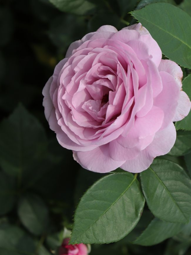 クレオパトラのパティオで女子力up 微睡みの薔薇 京成バラ園 梅雨入り前のオトナ遠足km 前篇 鎌ヶ谷 印西 八千代 千葉県 の旅行記 ブログ By ウェンディさん フォートラベル