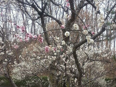 そして食後にまた花見に行きますよ。こんどは梅～
ミューズパーク梅園
巷では桜が開花を迎えていますが、
秩父は標高が高く気温も低いので、今梅が真っ盛りです。
広い芝生の中を梅を愛でつつの散歩は気持ちがよかったです。