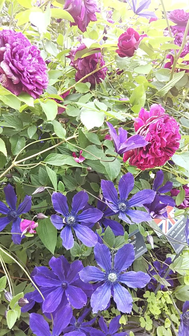 薔薇満開のイングリッシュガーデン 横浜 神奈川県 の旅行記 ブログ By ハッカさん フォートラベル
