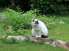 その脇から入ると、猫！