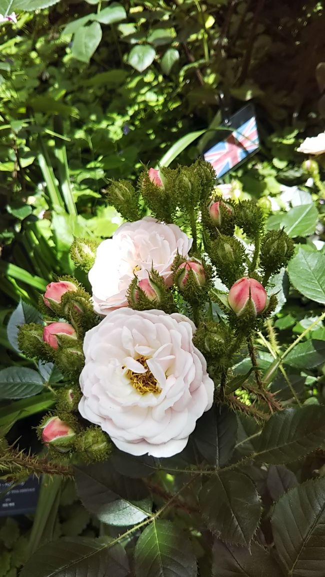 薔薇満開のイングリッシュガーデン 横浜 神奈川県 の旅行記 ブログ By ハッカさん フォートラベル