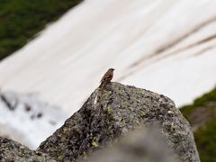 綺麗なさえずりが聞こえたと思ったらイワヒバリが。
乗鞍での野鳥第1号です。
