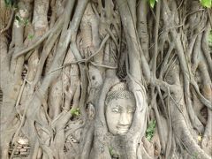 ビルマとの戦争で破壊されたお寺では、ほとんどの仏像が頭部を切り落とされていますが、こちらの仏様もそのうちの一つだったのでしょうか。。

どのようにしてこうなったのかは諸説あるようですが、切り落とされて地面に落ちたままだった頭部が、木の成長とともに長い歳月をかけ、自然の力を借りてふたたび顔を上げられ、こうして前を見つめられているのだとしたら・・

「奇跡の仏頭」として、人々の篤い信仰を集めているのも頷けますね。