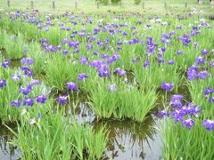 南蔵院から5分ほど歩いて、水元公園へ！
しょうぶがたくさん！
写真を撮る人や写生をする人で大変にぎわっていました。
屋台も出ていましたよ～！
お昼前なので我慢しましたが！