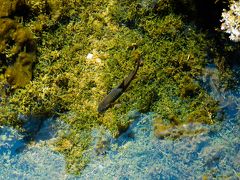 まずは明神に向かって歩きます。
水が綺麗すぎて魚が浮いて見えます。