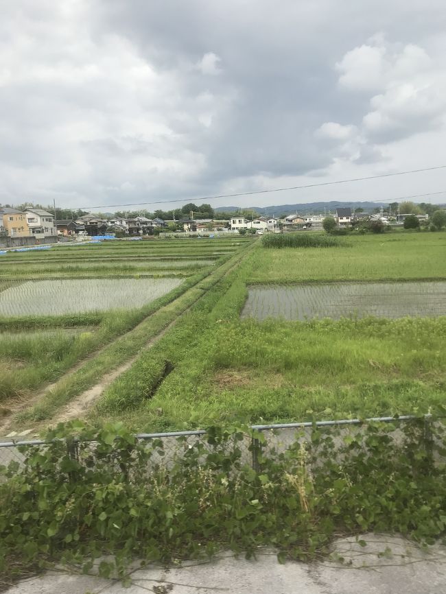 田んぼの中を走って行きます。