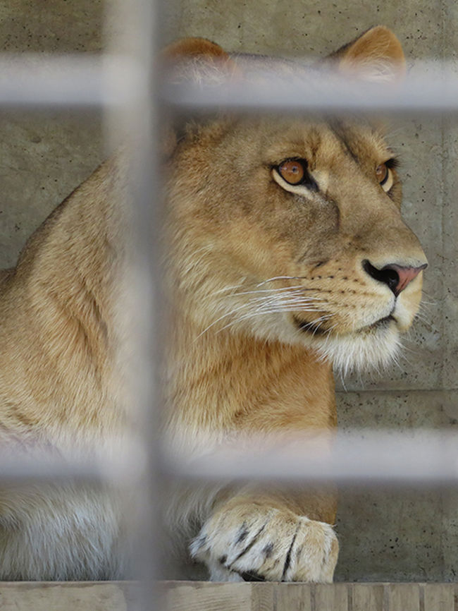 ちびオリトがいたライオンファミリー【桐生が岡動物園】』桐生 ちびオリトがいたライオンファミリー【桐生が岡動物園】』桐生