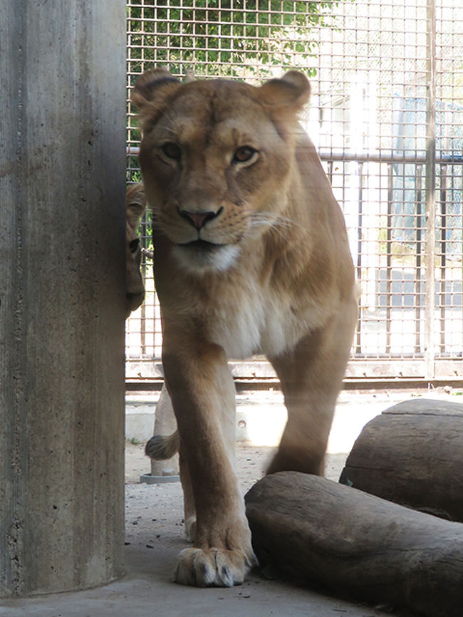 ちびオリトがいたライオンファミリー【桐生が岡動物園】』桐生 ちびオリトがいたライオンファミリー【桐生が岡動物園】』桐生