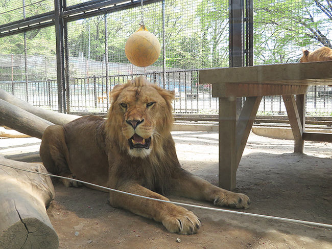 ちびオリトがいたライオンファミリー【桐生が岡動物園】』桐生 ちびオリトがいたライオンファミリー【桐生が岡動物園】』桐生