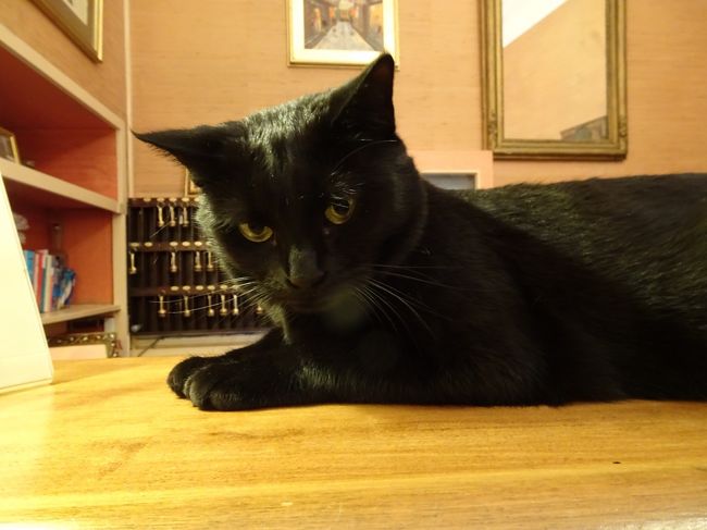 何が起こるかわからない ドキドキふらんす旅 19 ５日目から帰国まで パリ ホテルショパンの黒猫ちゃん パリ フランス の旅行記 ブログ By ティコママさん フォートラベル