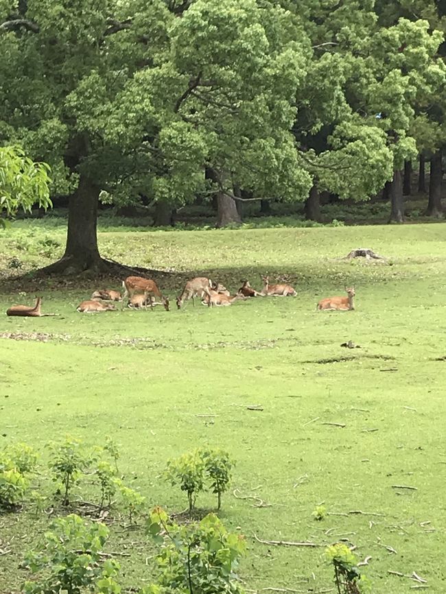 鹿がいます。今は、子供が生まれる時期だそうで、子連れの鹿も多いそうです。