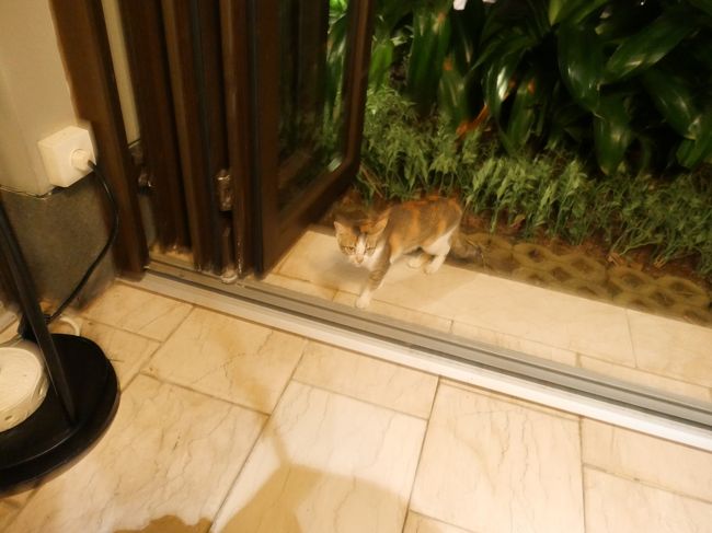 かわいい猫ちゃん登場。<br />スタッフさんにすぐ怒られて退散しちゃいました。<br /><br /><br />ホテルに戻り、すぐお休みしました。<br />もうすでに挙式したのが昨日の事のよう。。