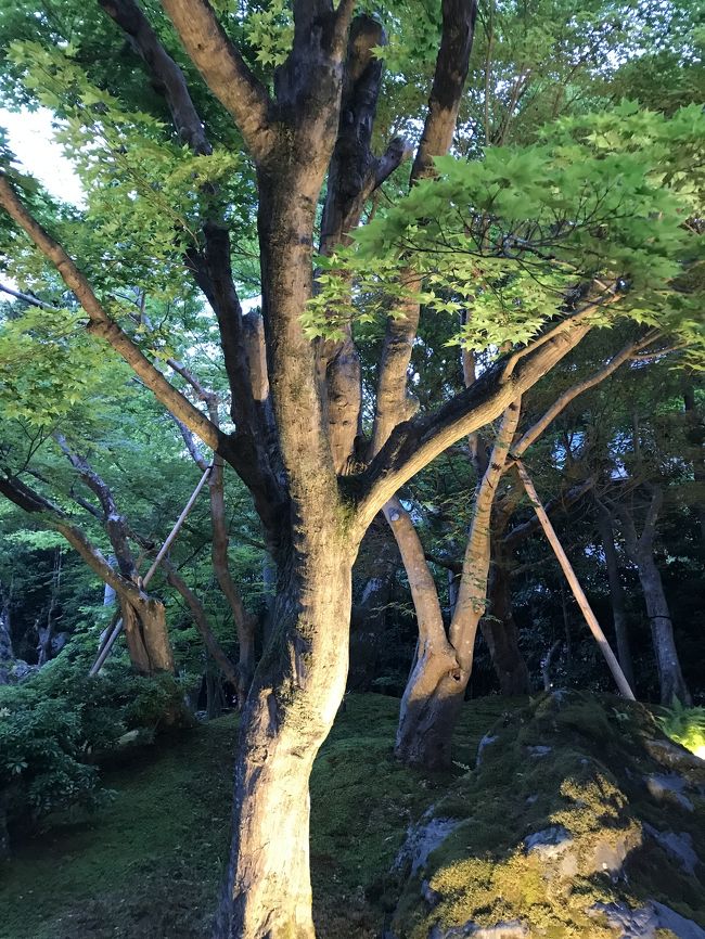 舞妓さんとさようならをしたあとで、庭園見学。