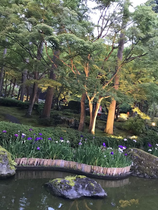 菖蒲が咲いています。