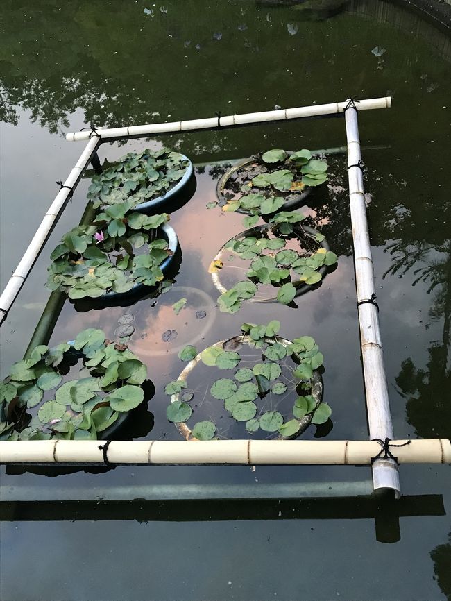 ハスもありますね。