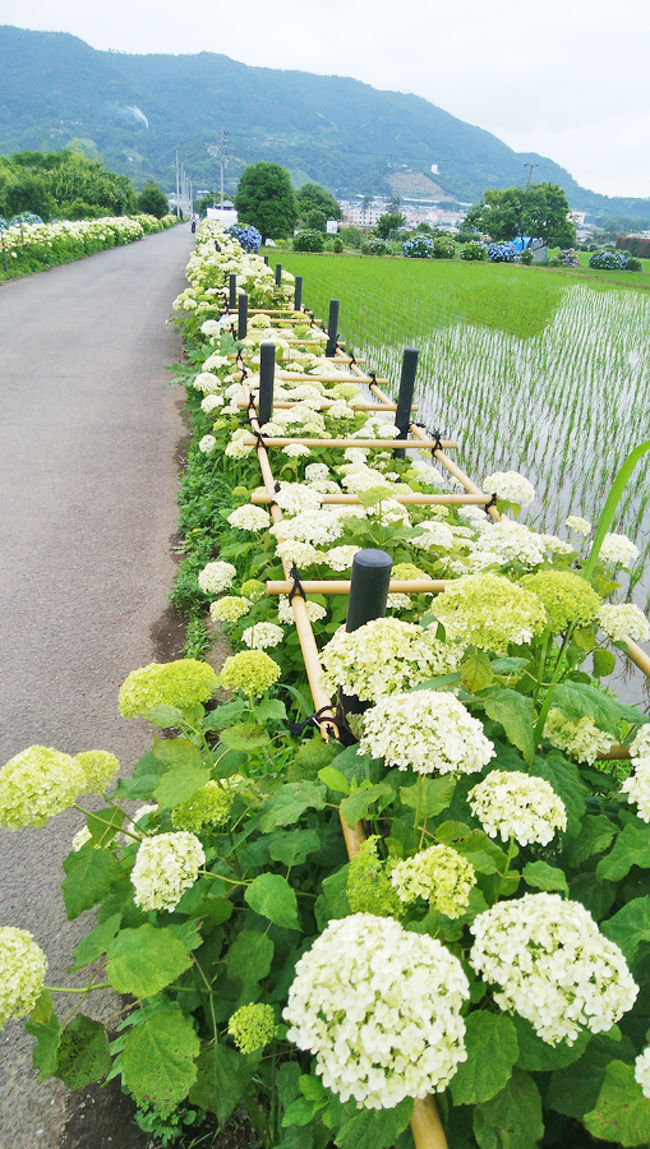 あじさいの里で見るアナベル 小田原 神奈川県 の旅行記 ブログ By Belleduneさん フォートラベル あじさいの里で見るアナベル 小田原 神奈川県 の旅行記 ブログ By Belleduneさん フォートラベル