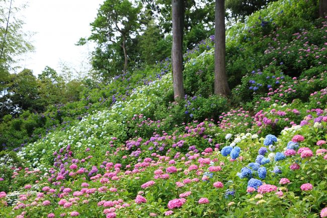 服部農園あじさい屋敷 アジサイが見頃です 茂原 千葉県 の旅行記 ブログ By Oakatさん フォートラベル