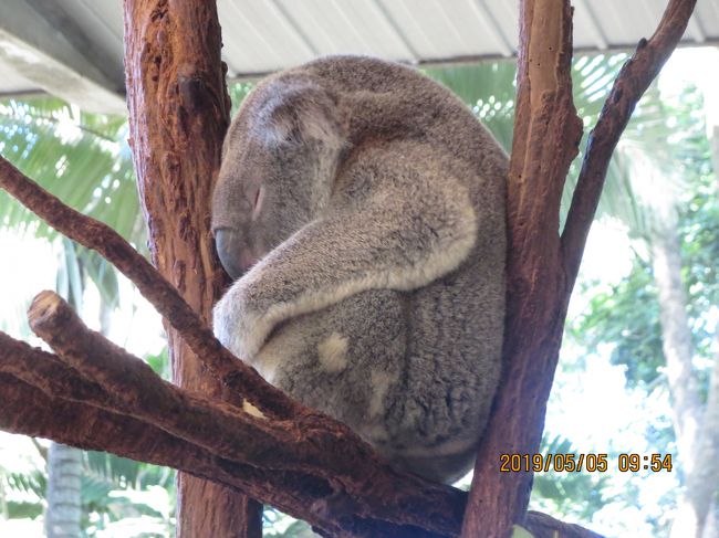 Aus ブリスベン 3度目のトライでようやくコアラ との写真撮影成功 ブリスベン オーストラリア の旅行記 ブログ By ニコニコさん フォートラベル