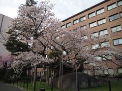 目的はこちら石割桜。文字通り石を割って桜が伸びています。
裁判所の敷地内にあって、いいのかどうかわかりませんが中に入って撮影している人もチラホラ（私もしました）。
⇒県庁のHP見た所、敷地内に入る事を特に禁止しているような事はないが、ペット同伴は勘弁とだけ書かれてました。