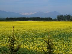 別な菜の花畑

日高山脈が遠くに見える。