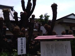 続いて近くの那古寺に行きます。本坊脇に見事なソテツがありました。

那古寺は、真言宗智山派、本尊・千手観世音で、穏やかな館山湾を臨む那古山に位置し、安房国札三十四霊場の打ち始めの第一番札所であると同時に、坂東三十三霊場・第三十三札所の結願寺としても知られています。（安房国札観音霊場巡りサイトより）