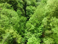 川俣川渓谷。
何と素晴らしい色ですね。
萌えるような緑と言うのでしょうね。
この色を見せたいために5月下旬から6月の初めがいいと画家先生が言ったのですね。