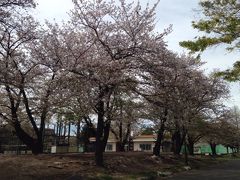 大師公園の桜です