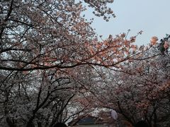 4月６日　高田公園の夜桜を見に行ってきました。