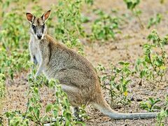 夕方になるとゴルフ場とか草原に出てくるカンガルー達

夕暮れ時にゴルフ場とか草原に野生のカンガルーが大小たくさん森から出てきます。
近寄ると勿論逃げてしまいますが、オーストラリアに居るという感じを抱きました。