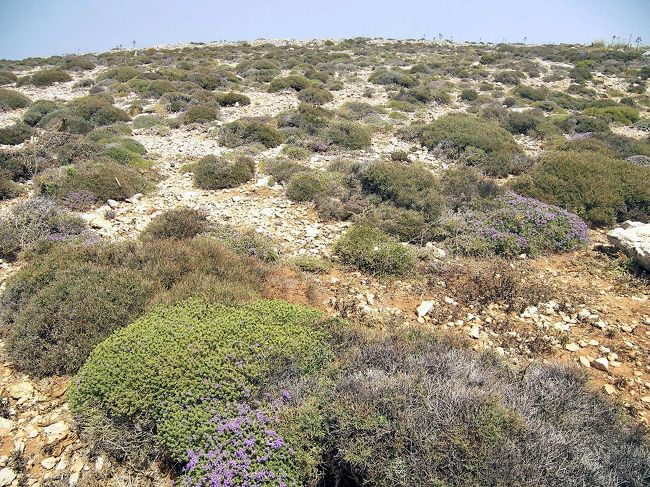 荒涼とした無人島です。